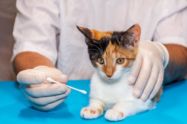 Premium Photo Veterinarian Treats A Kitten For Ringworm