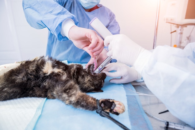 Premium Photo | Veterinary surgeon is preparing cat for neutering surgery