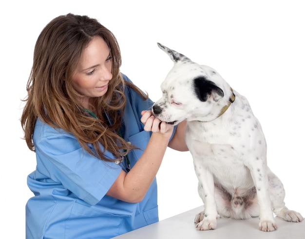 Premium Photo | Veterinary with a dog for a review isolated on white ...