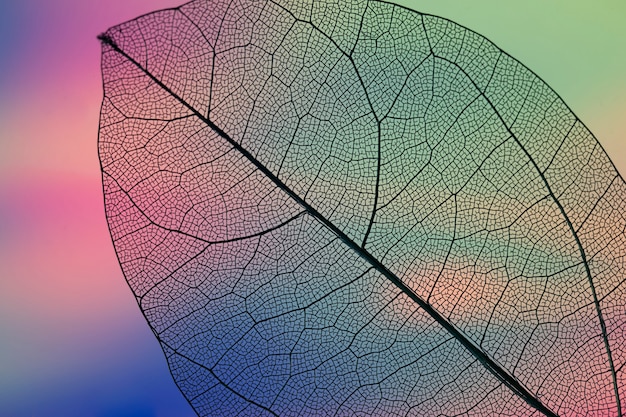 Vibrant abstract green fall leaf Free Photo