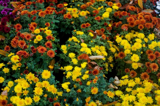 Яркие Осенние Цветы Фото