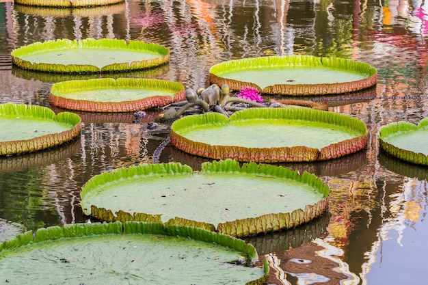 Premium Photo | Victoria, giant lotus flower