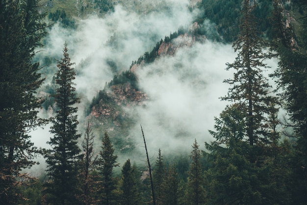 Premium Photo | View of evergreen trees in dense fog