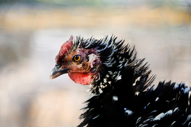 Premium Photo | View of the head of a black chicken on a side profile.