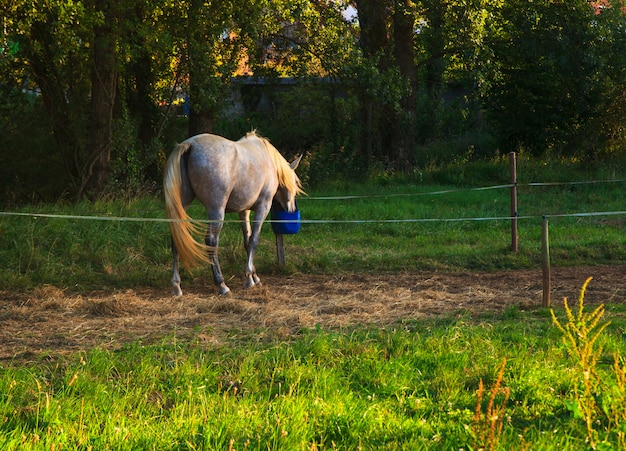 Premium Photo | View of horse