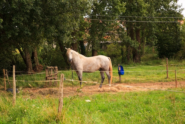 Premium Photo | View of horse