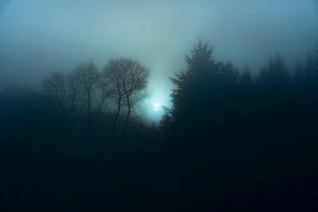 夜の霧の森の眺め 無料の写真