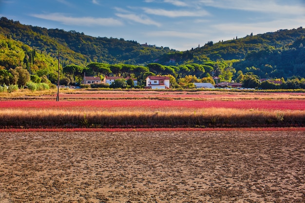 塩生植物畑の眺め 高塩分の土壌や水域で育つ耐塩性植物 ストルンジャン自然公園 スロベニア プレミアム写真