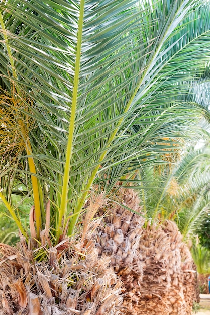 Premium Photo | View of palm tree, stem and branches leaves in the street