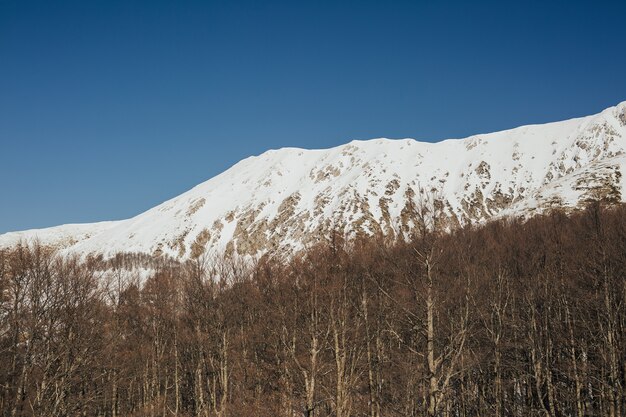 Premium Photo View Of The Snowy Rocky Mountains With Trees In The Sunny Day