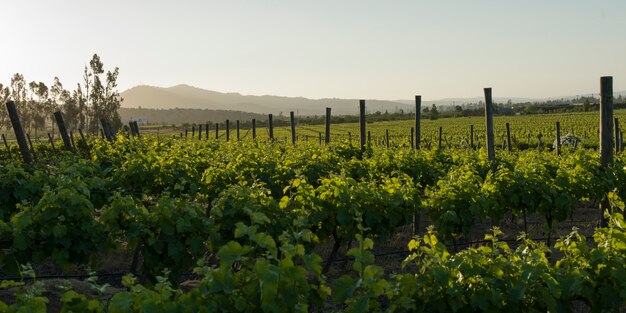 Premium Photo | View of a vineyard in casablanca valley, chile