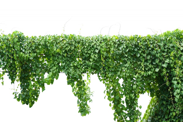 Premium Photo | Vine, ivy plant hanging on electric wire