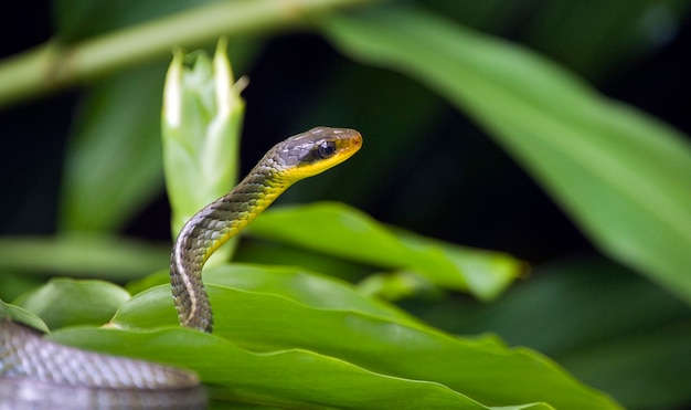 Premium Photo | Vine snake, or cobra cipo, on green foliage