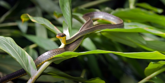 Premium Photo | Vine snake, or cobra cipo, on green foliage