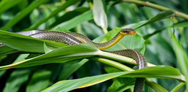 Premium Photo | Vine snake, or cobra cipo, on green foliage