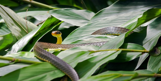 Premium Photo | Vine snake, or cobra cipo, on green foliage