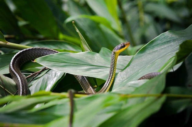 Premium Photo | Vine snake, or cobra cipo, on green foliage