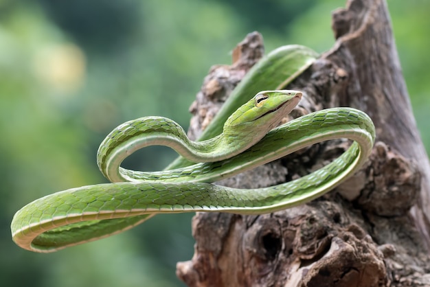 Premium Photo | Vine snakes ahaetulla with beautiful and vibrant colors