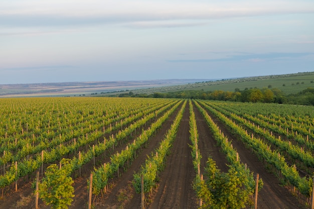 Premium Photo | Vineyard plantation in summer. green growing vine ...
