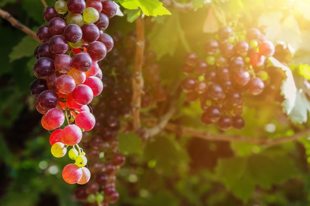 Vineyards at sunset in autumn harvest ripe grapes | Premium Photo