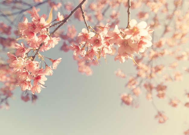 Premium Photo | Vintage cherry blossom - sakura flower. nature background