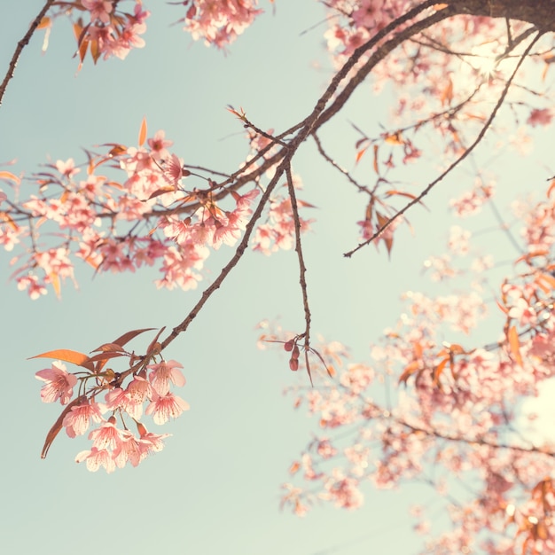 Vintage cherry blossom - sakura flower. nature background | Premium Photo