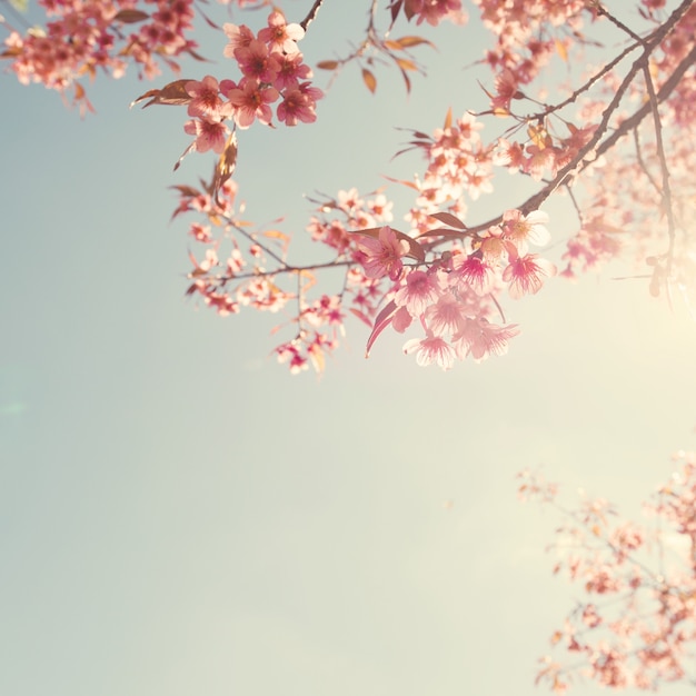 Premium Photo | Vintage cherry blossom - sakura flower. nature background