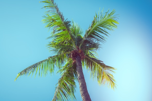 Free Photo | Vintage palm tree