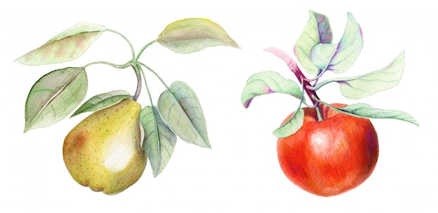 ヴィンテージ白背景に梨とリンゴの枝水彩イラスト入り プレミアム写真