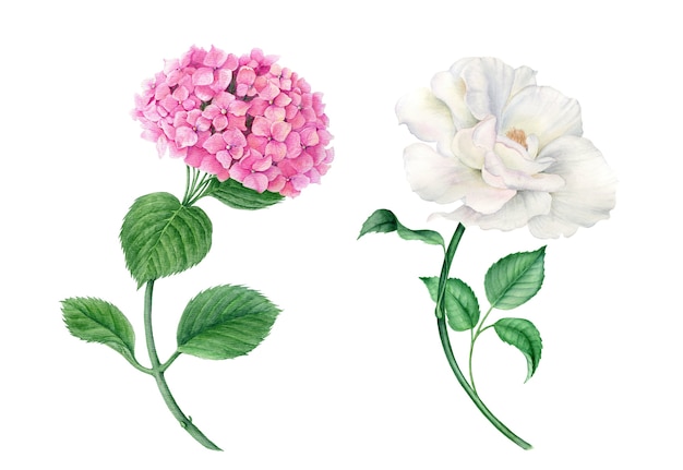 ピンクのアジサイと白いバラのリアルな植物イラストのビンテージwateroclorコレクション プレミアム写真
