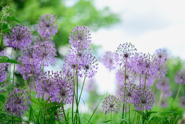 グリーンフィールドの紫色の花 晴れた夏の日 プレミアム写真