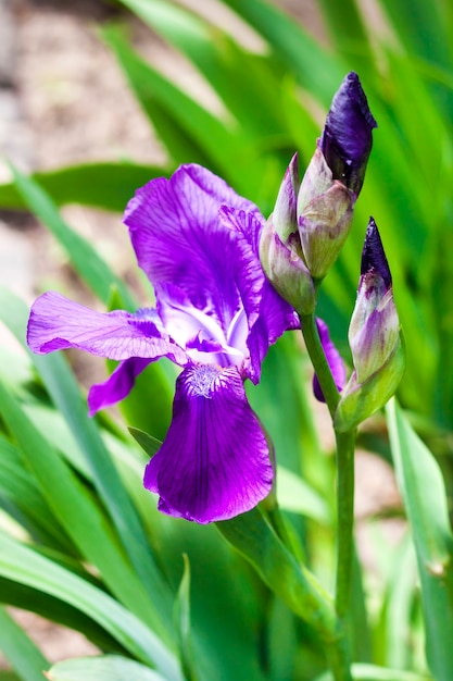 Premium Photo | Violet iris flower closeup on green garden background ...