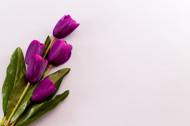 紫チューリップの花春の背景 プレミアム写真