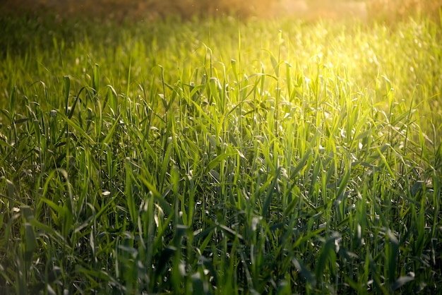 Premium Photo | Vivid green grass glose-up with sun light flares