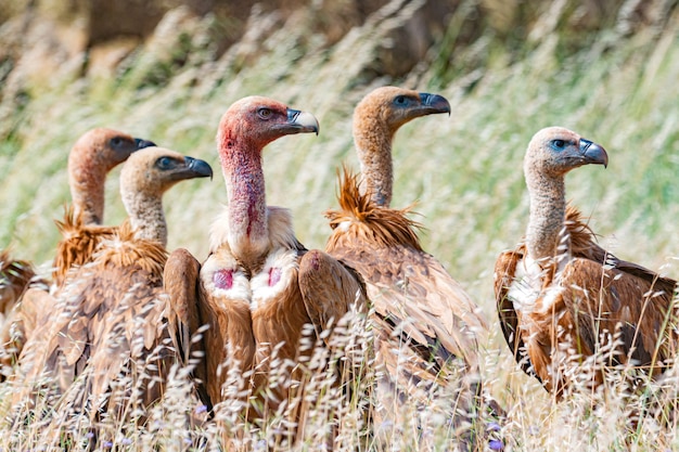 Premium Photo Vultures In The Nature Between High Grass 1185