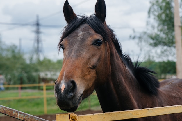 牧場で美しく健康な馬を歩く 畜産と馬の飼育 プレミアム写真