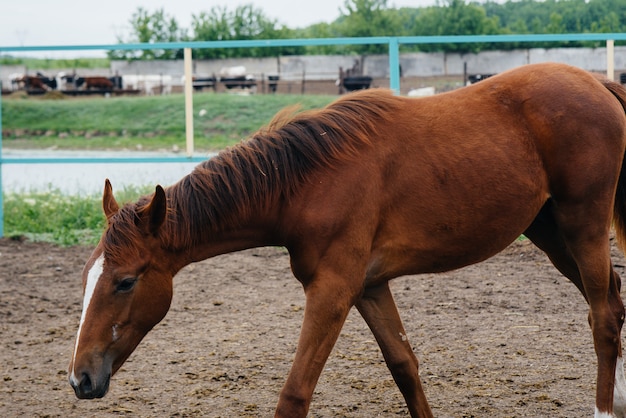 牧場で美しく健康な馬を歩く 畜産と馬の飼育 プレミアム写真