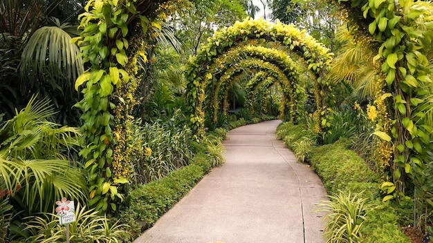 熱帯公園の緑の茂みの葉で覆われた大きなアーチのある散歩道 プレミアム写真