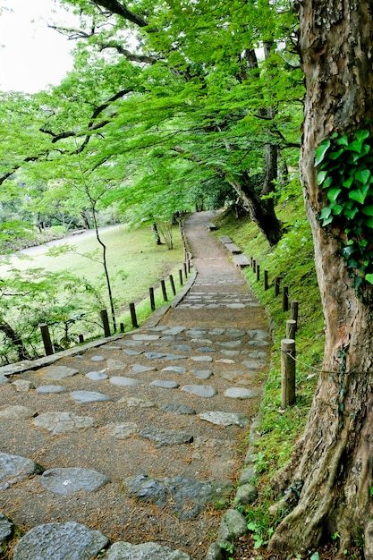 Premium Photo | Walkway Lane Path With Autumn Trees In Forest Pathway