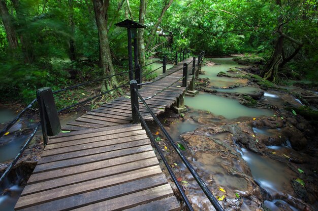 Walkway wooden for study in nature rainforest on national ...
