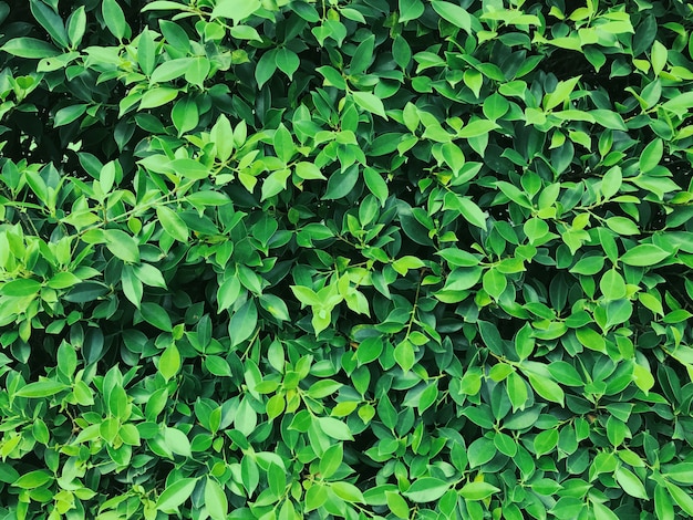 Premium Photo | Wall of green leaf for background or backdrop