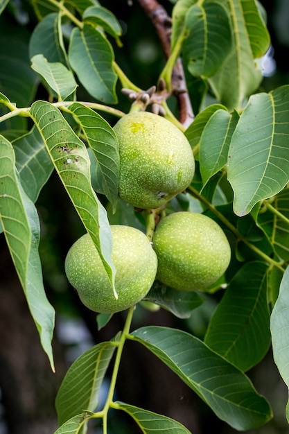 Premium Photo | Walnuts in green shells ripen on a tree