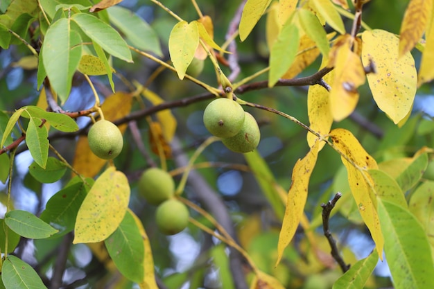 walnut growing on tree