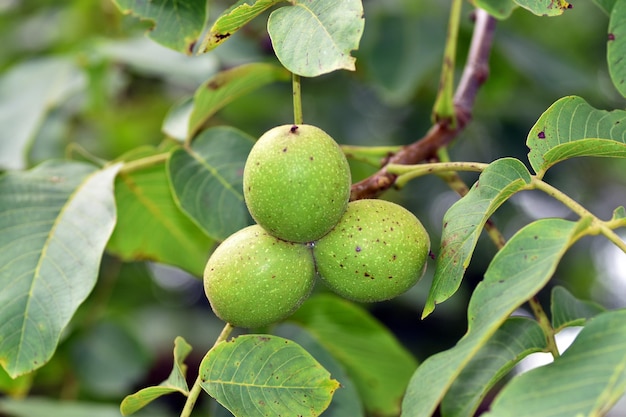 Premium Photo | Walnuts (juglans regia) on a walnut tree