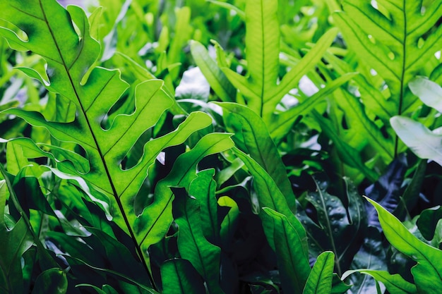 Premium Photo | The wart fern of hawaii or maile-scented fern green ...