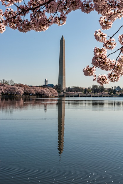 桜に囲まれたタイダルベイスンに映ったワシントン記念塔 無料の写真