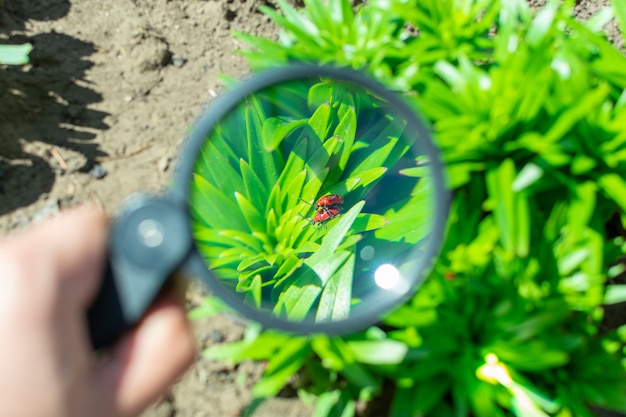 Premium Photo Watch Through A Magnifying Glass For Two Mating Bugs Sitting On A Plant In The