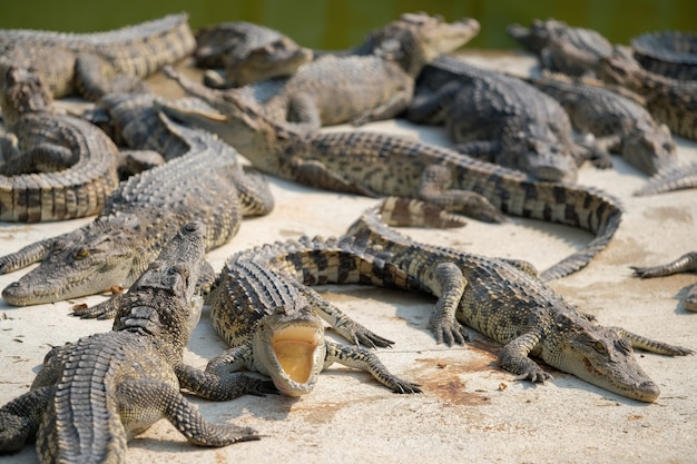 Premium Photo Water Bodies On The Crocodile Baby