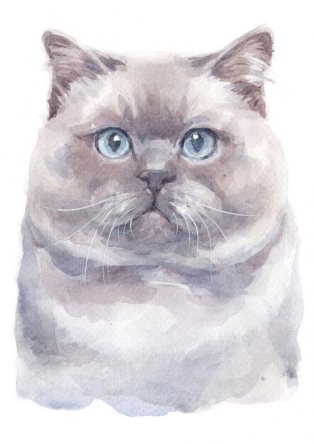 Water Colour Painting Of British Shorthair Cat Photo Premium