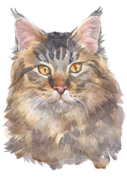 Premium Photo Water Colour Painting Of Maine Coon Cat